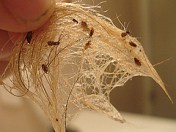 dog-fleas-image-1-gif